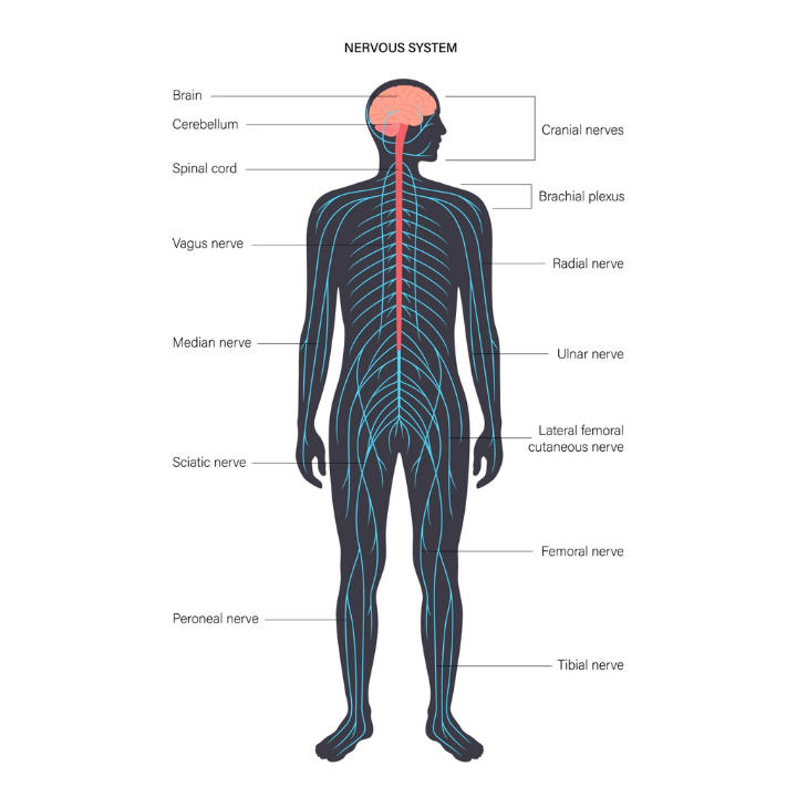 Human Nervous System